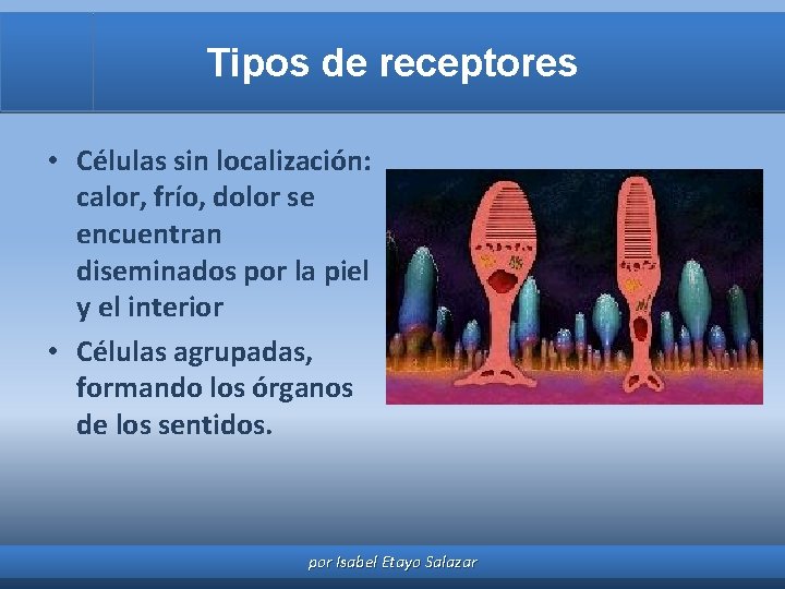 Tipos de receptores • Células sin localización: calor, frío, dolor se encuentran diseminados por