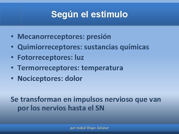 Según el estímulo • • • Mecanorreceptores: presión Quimiorreceptores: sustancias químicas Fotorreceptores: luz Termorreceptores: