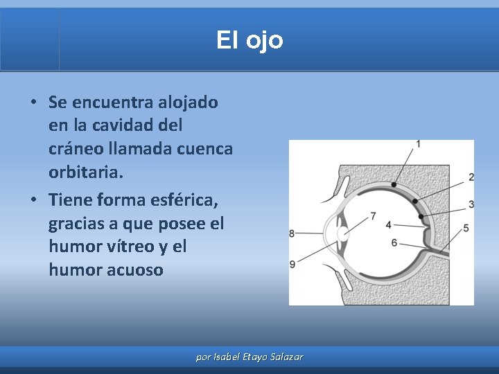 El ojo • Se encuentra alojado en la cavidad del cráneo llamada cuenca orbitaria.