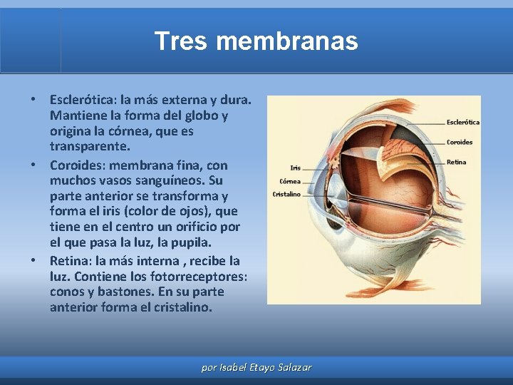 Tres membranas • Esclerótica: la más externa y dura. Mantiene la forma del globo