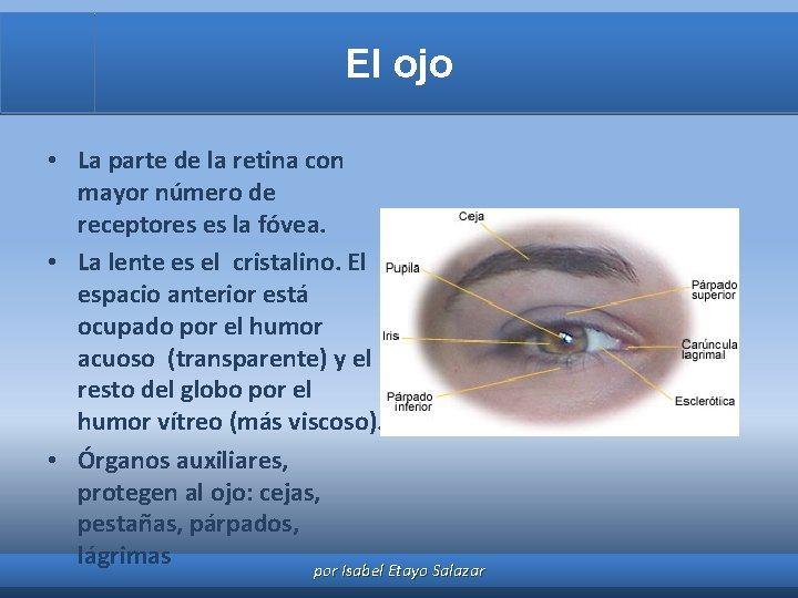 El ojo • La parte de la retina con mayor número de receptores es