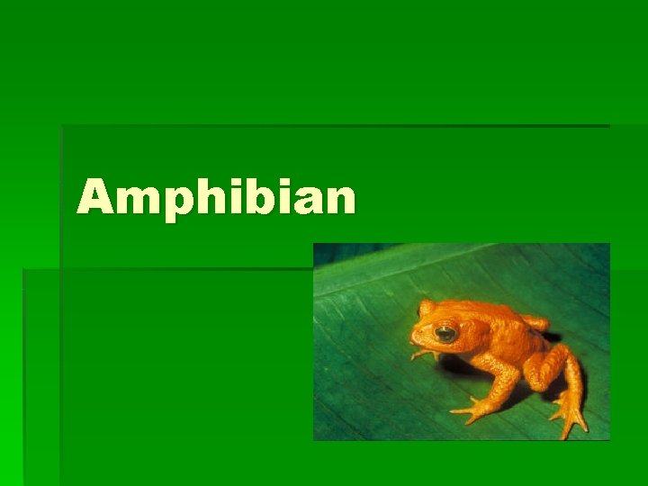 Amphibian 