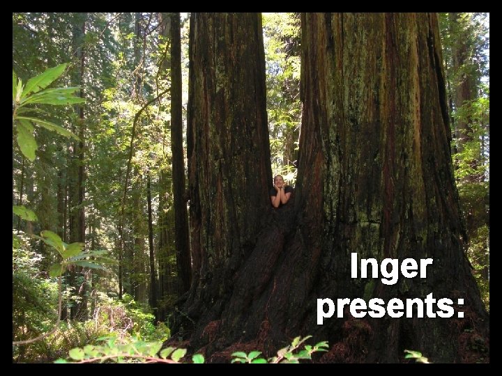 Inger presents: 