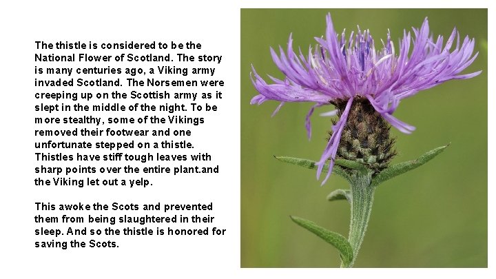 The thistle is considered to be the National Flower of Scotland. The story is The thistle is considered to be the National Flower of Scotland. The story is