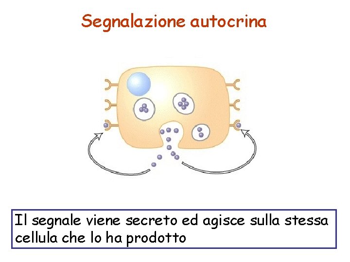 Segnalazione autocrina Il segnale viene secreto ed agisce sulla stessa cellula che lo ha