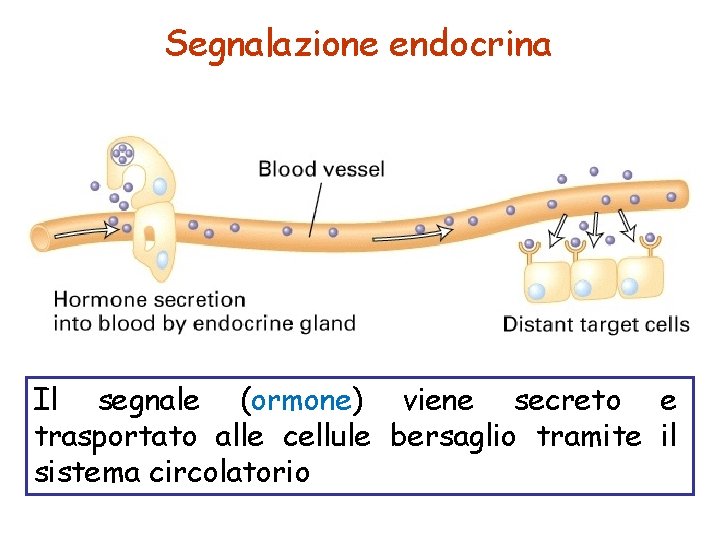 Segnalazione endocrina Il segnale (ormone) viene secreto e trasportato alle cellule bersaglio tramite il