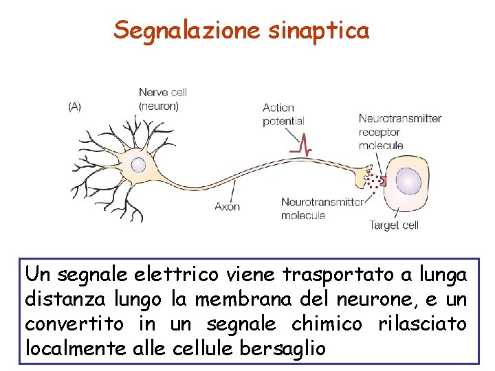 Segnalazione sinaptica Un segnale elettrico viene trasportato a lunga distanza lungo la membrana del