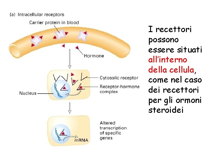 I recettori possono essere situati all’interno della cellula, come nel caso dei recettori per