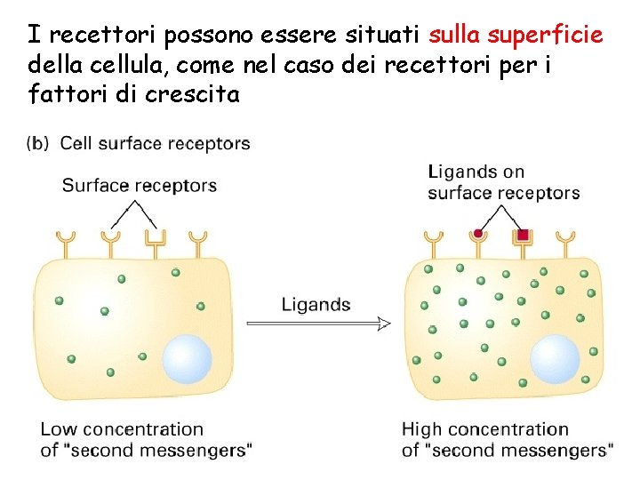 I recettori possono essere situati sulla superficie della cellula, come nel caso dei recettori