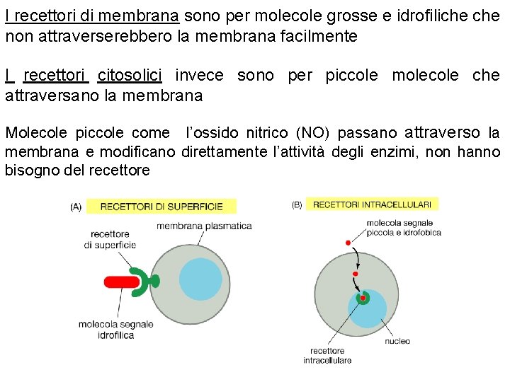 I recettori di membrana sono per molecole grosse e idrofiliche non attraverserebbero la membrana