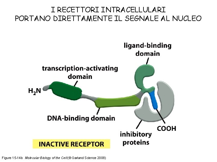 I RECETTORI INTRACELLULARI PORTANO DIRETTAMENTE IL SEGNALE AL NUCLEO Figure 15 -14 b Molecular