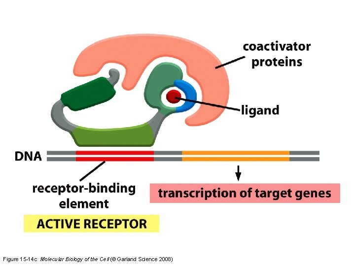 Figure 15 -14 c Molecular Biology of the Cell (© Garland Science 2008) 