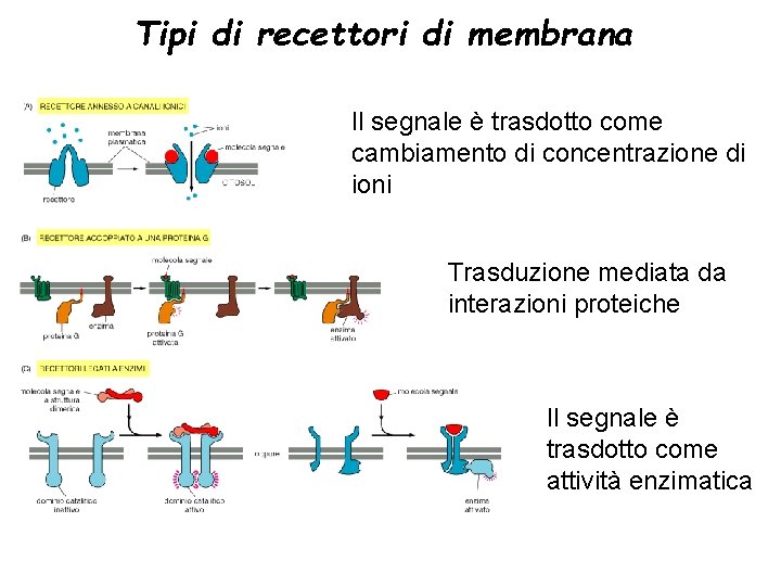 Tipi di recettori di membrana Il segnale è trasdotto come cambiamento di concentrazione di