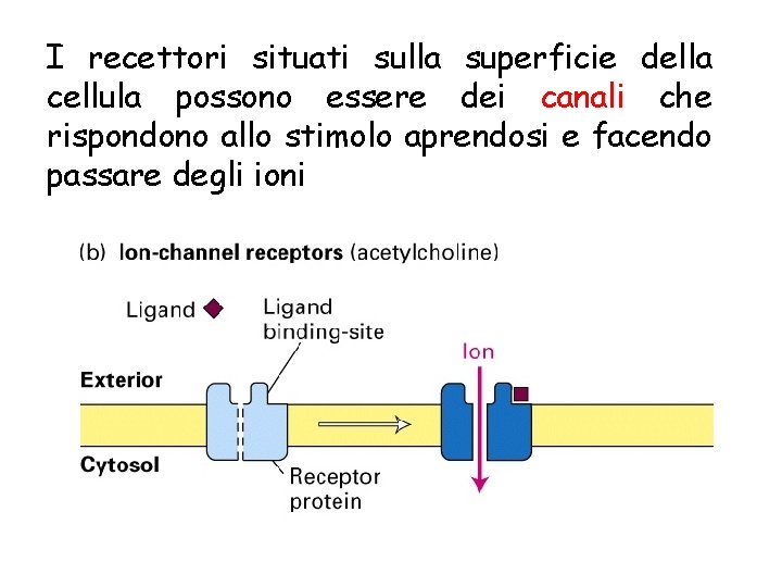 I recettori situati sulla superficie della cellula possono essere dei canali che rispondono allo