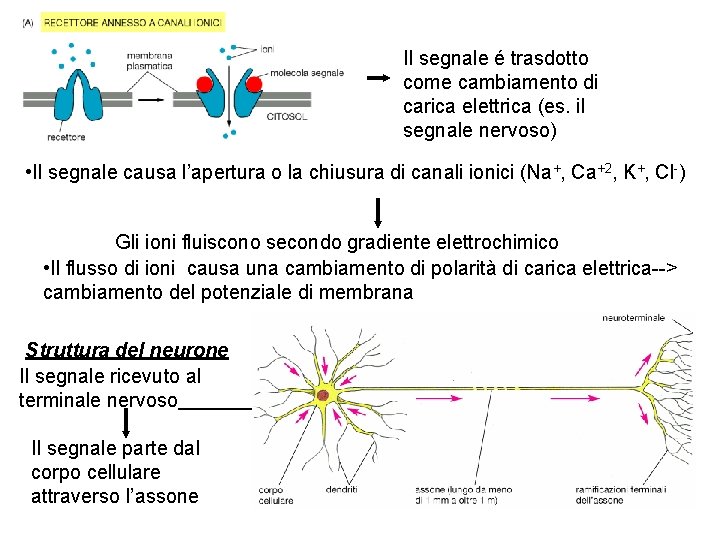 Il segnale é trasdotto come cambiamento di carica elettrica (es. il segnale nervoso) •