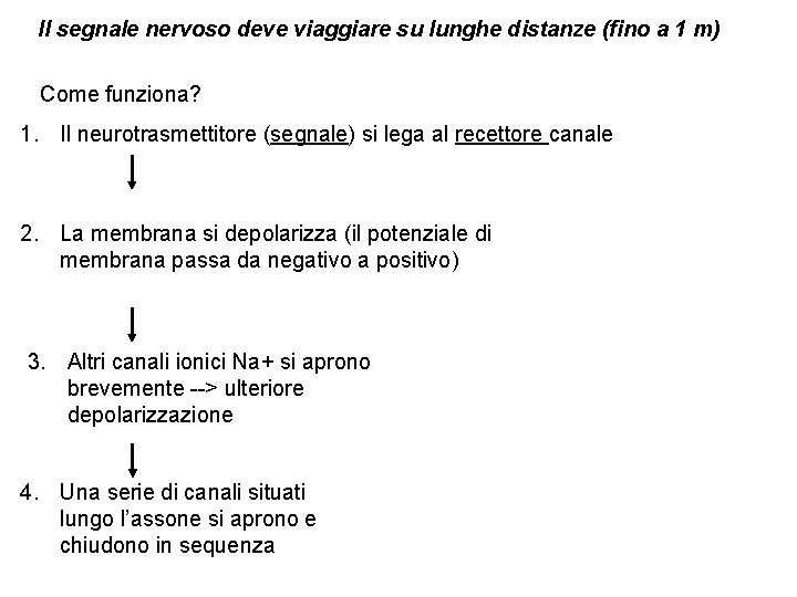 Il segnale nervoso deve viaggiare su lunghe distanze (fino a 1 m) Come funziona?