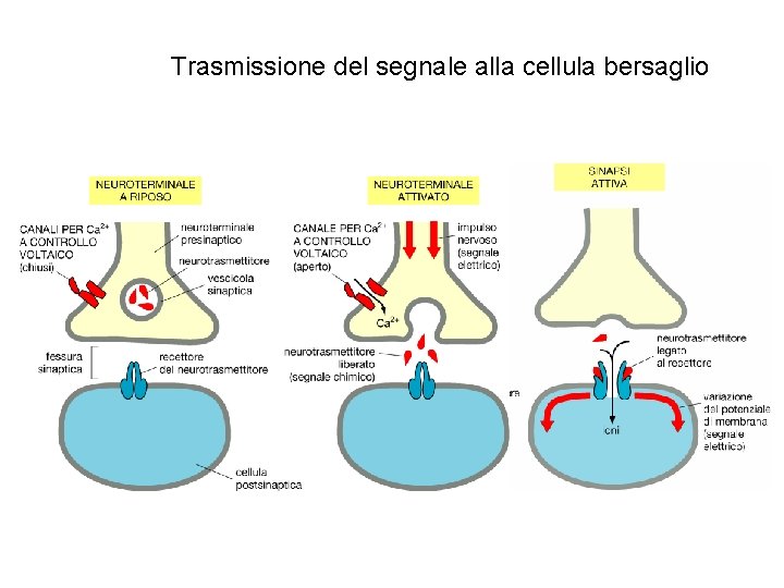 Trasmissione del segnale alla cellula bersaglio 