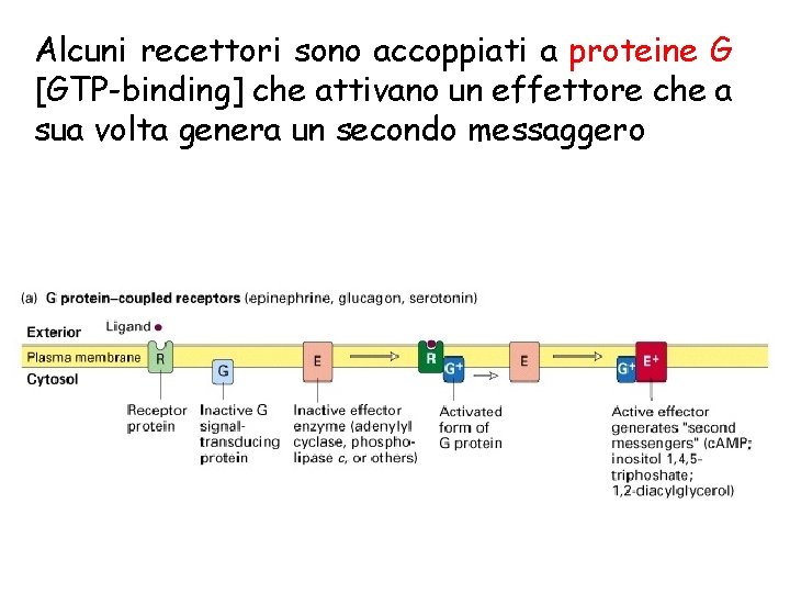 Alcuni recettori sono accoppiati a proteine G [GTP-binding] che attivano un effettore che a