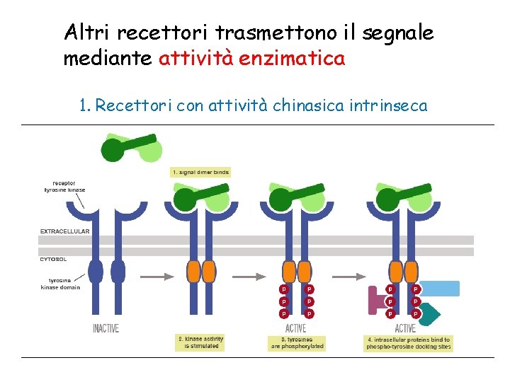 Altri recettori trasmettono il segnale mediante attività enzimatica 1. Recettori con attività chinasica intrinseca