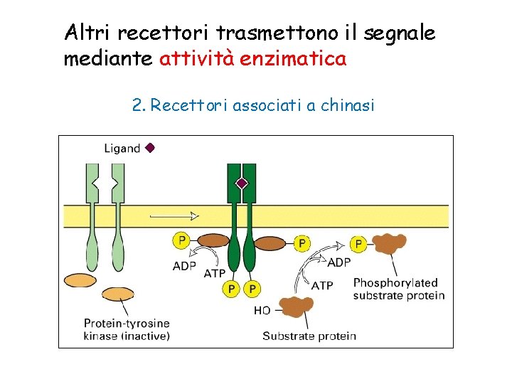 Altri recettori trasmettono il segnale mediante attività enzimatica 2. Recettori associati a chinasi 