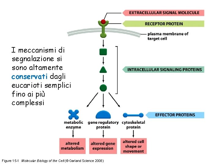 I meccanismi di segnalazione si sono altamente conservati dagli eucarioti semplici fino ai più