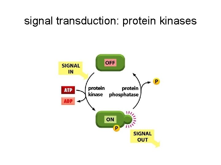 signal transduction: protein kinases 