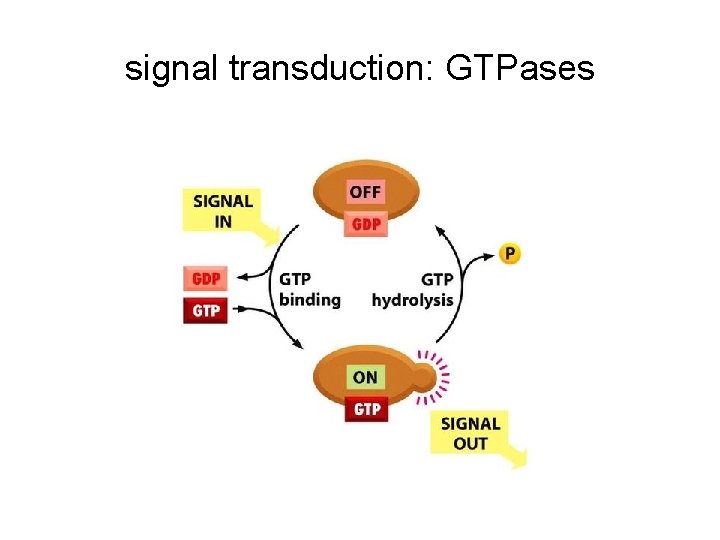 signal transduction: GTPases 