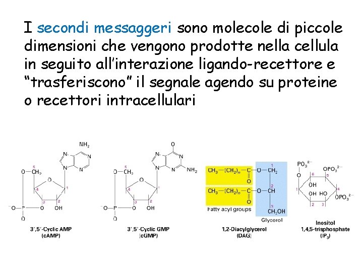 I secondi messaggeri sono molecole di piccole dimensioni che vengono prodotte nella cellula in