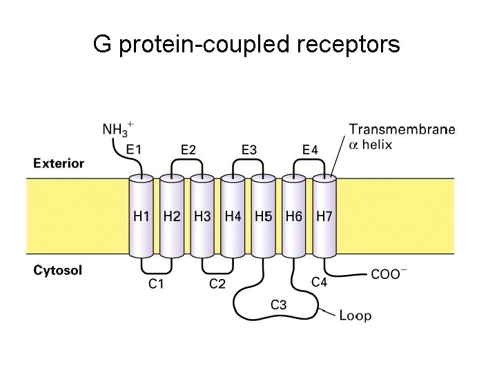 G protein-coupled receptors 