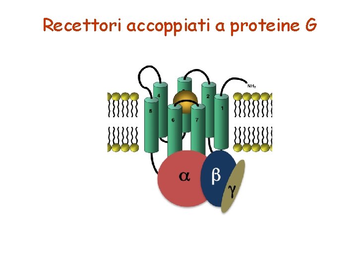 Recettori accoppiati a proteine G 