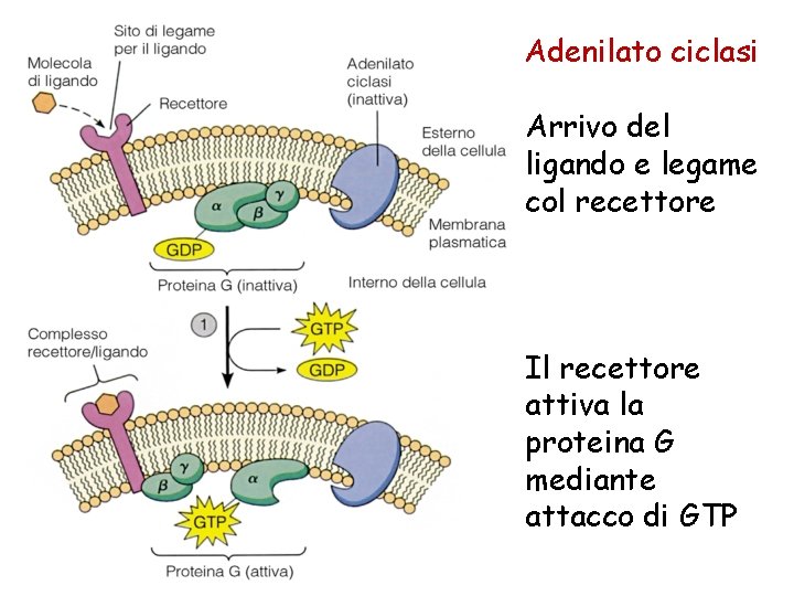 Adenilato ciclasi Arrivo del ligando e legame col recettore Il recettore attiva la proteina