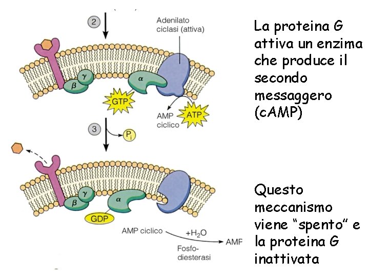 La proteina G attiva un enzima che produce il secondo messaggero (c. AMP) Questo