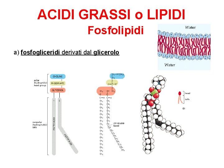ACIDI GRASSI o LIPIDI Fosfolipidi a) fosfogliceridi derivati dal glicerolo 