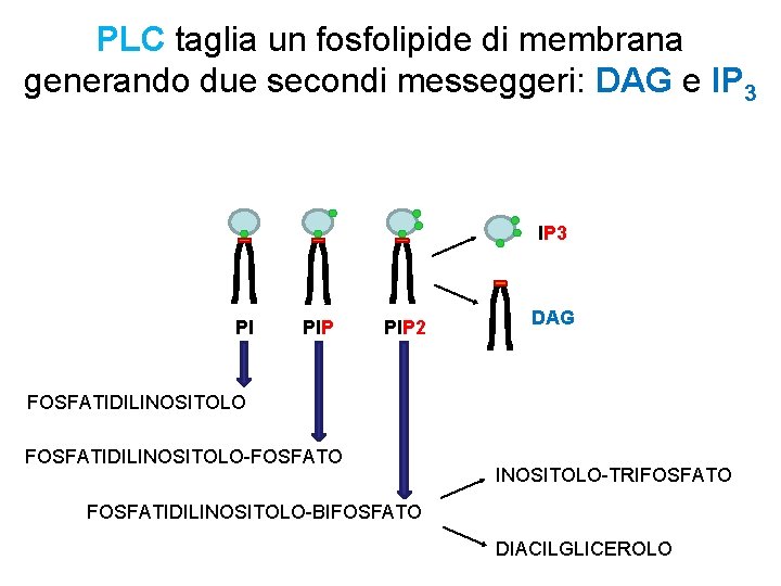 PLC taglia un fosfolipide di membrana generando due secondi messeggeri: DAG e IP 3