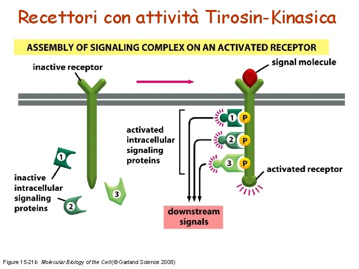 Recettori con attività Tirosin-Kinasica Figure 15 -21 b Molecular Biology of the Cell (©