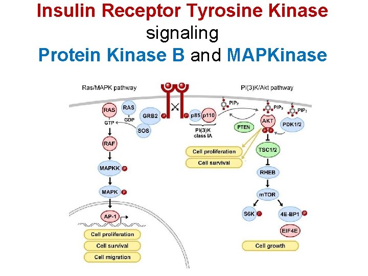 Insulin Receptor Tyrosine Kinase signaling Protein Kinase B and MAPKinase 