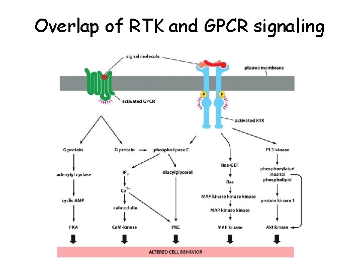 Overlap of RTK and GPCR signaling 