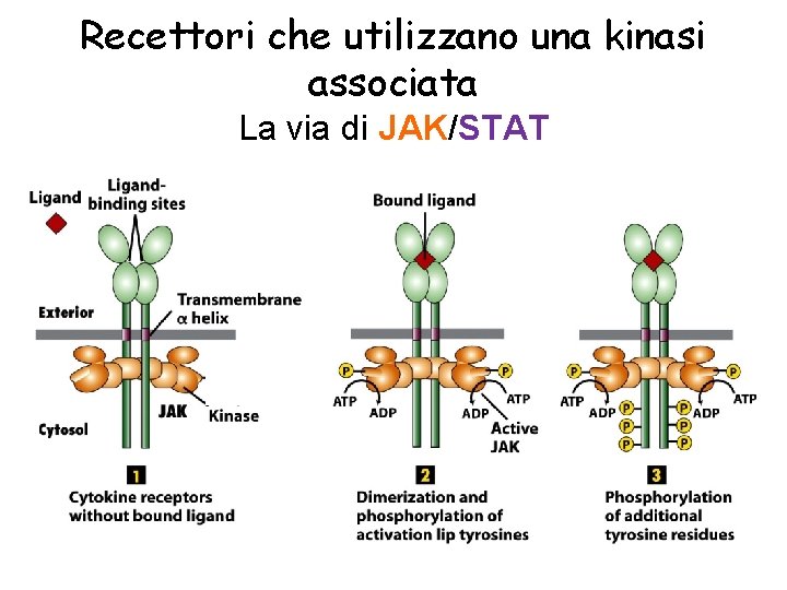 Recettori che utilizzano una kinasi associata La via di JAK/STAT 