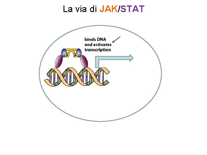 La via di JAK/STAT 