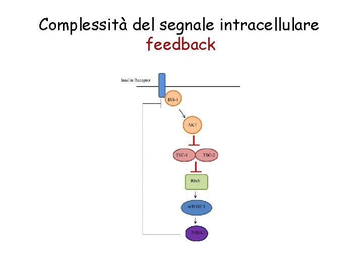 Complessità del segnale intracellulare feedback 