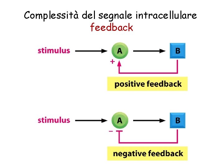 Complessità del segnale intracellulare feedback 