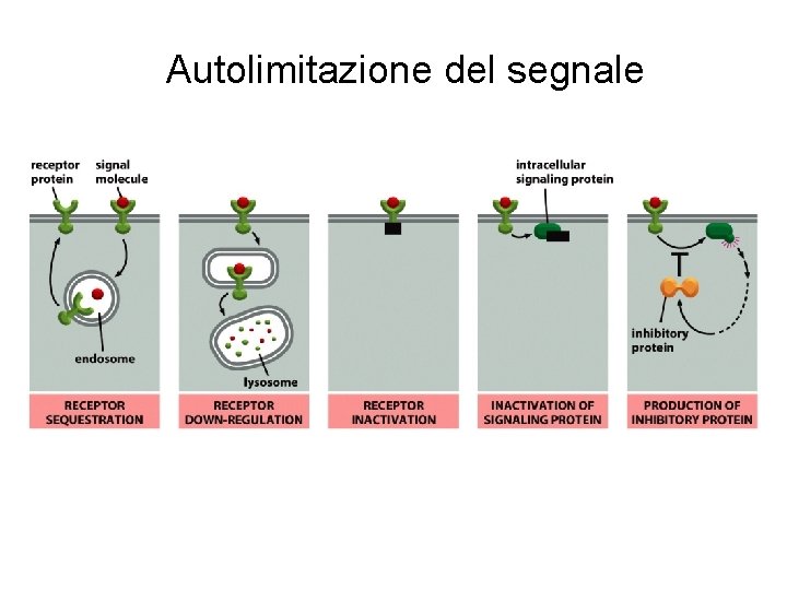 Autolimitazione del segnale 