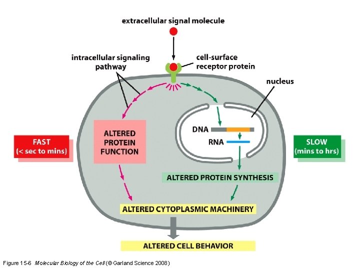 Figure 15 -6 Molecular Biology of the Cell (© Garland Science 2008) 