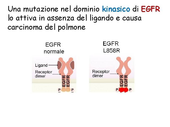 Una mutazione nel dominio kinasico di EGFR lo attiva in assenza del ligando e