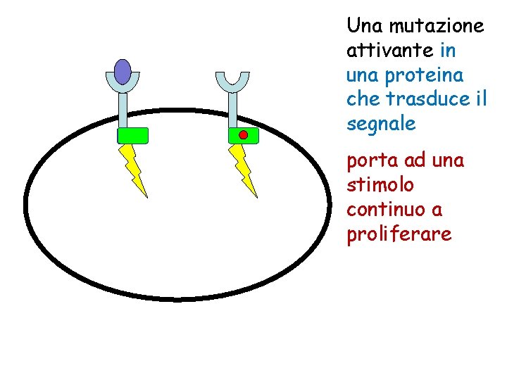 Una mutazione attivante in una proteina che trasduce il segnale porta ad una stimolo