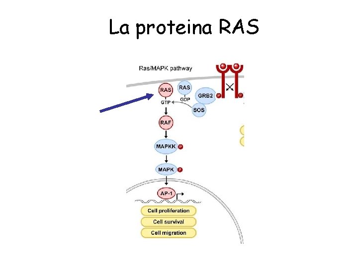 La proteina RAS 