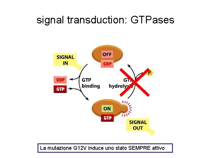 signal transduction: GTPases La mutazione G 12 V induce uno stato SEMPRE attivo 