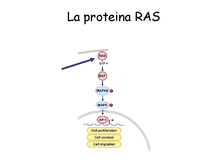 La proteina RAS 