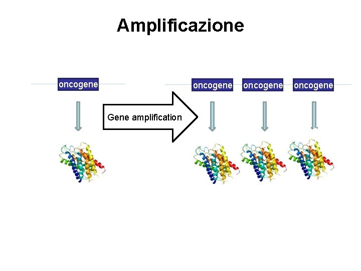 Amplificazione oncogene Gene amplification oncogene 