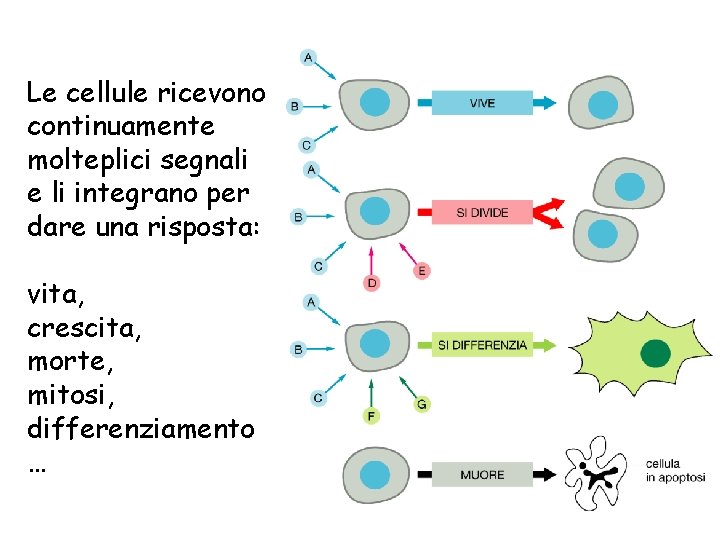 Le cellule ricevono continuamente molteplici segnali e li integrano per dare una risposta: vita,